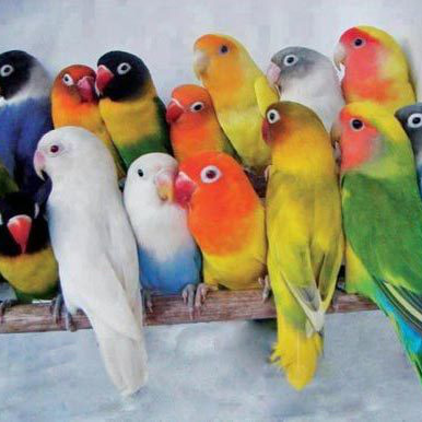 پرورش پرندگان زینتی قفسی سالار